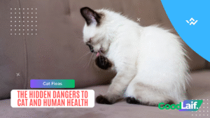 Cat Fleas: The Hidden Dangers to Cat and Human Health