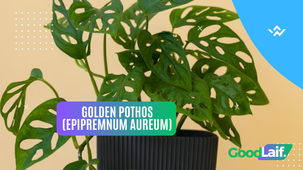 Golden Pothos (Epipremnum aureum) - Indoor Plants
