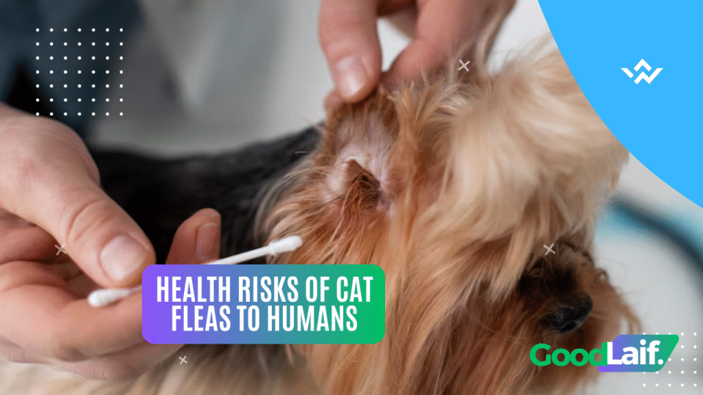 Health Risks of Cat Fleas to Humans