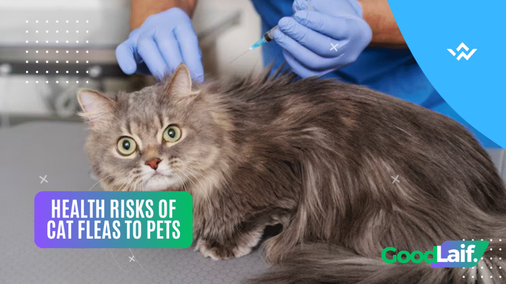 Health Risks of Cat Fleas to Pets