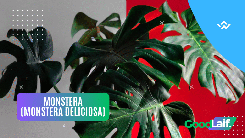 Monstera (Monstera deliciosa)