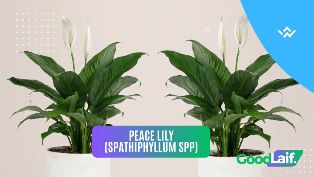 Peace Lily (Spathiphyllum spp) - Indoor Plants