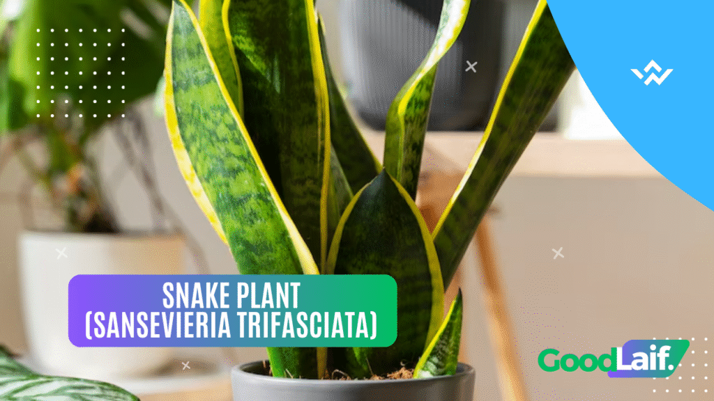 Snake Plant (Sansevieria trifasciata)