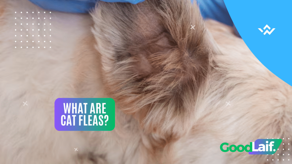 What Are Cat Fleas?