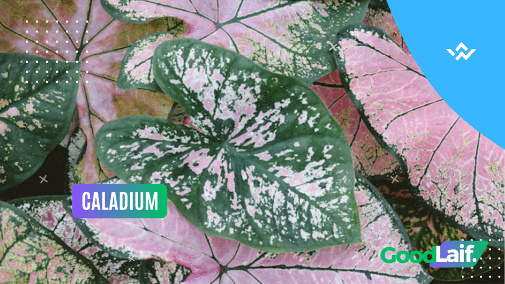 caladium