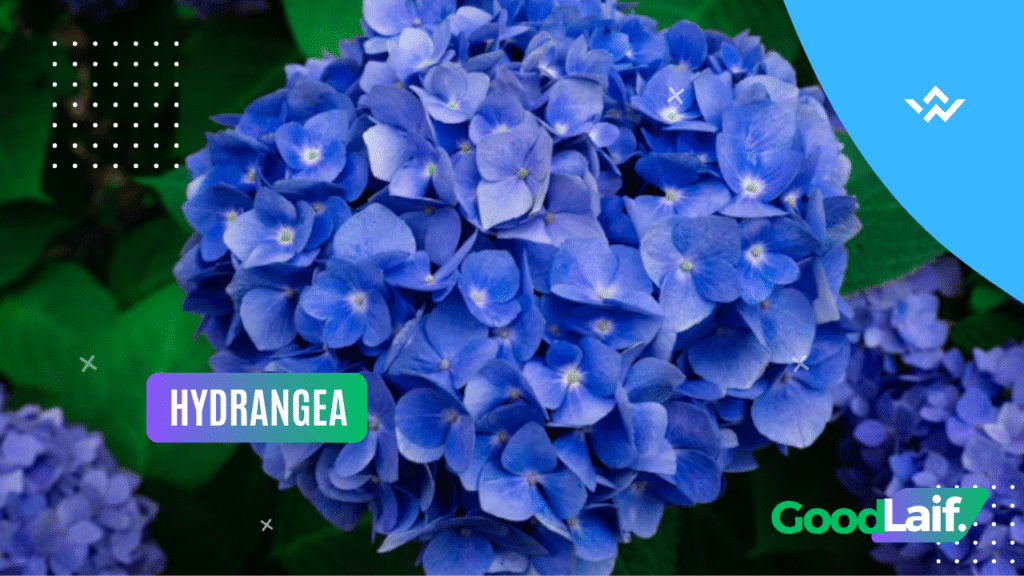 Hydrangea Poisonous Flower