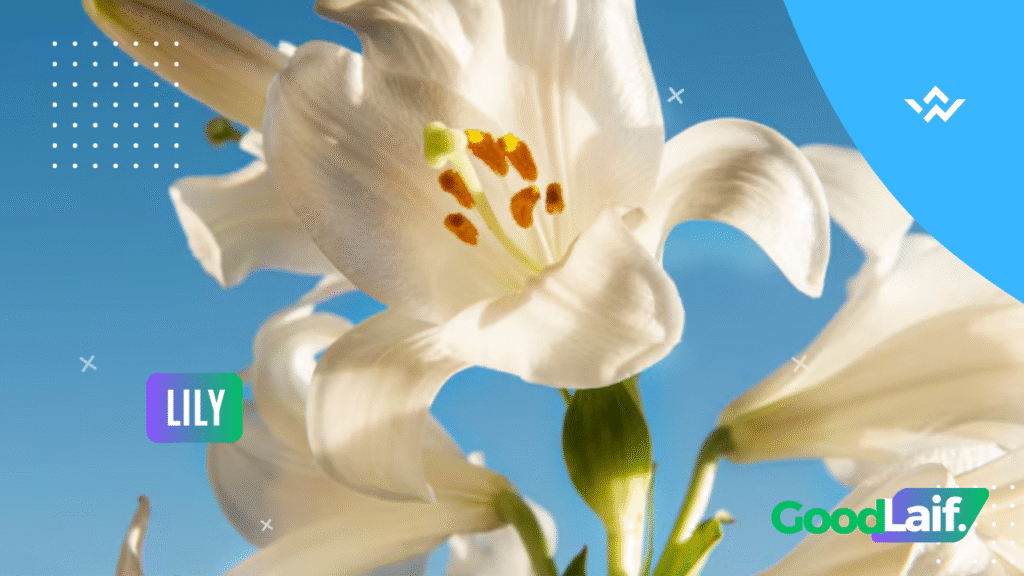 Flower Lily Poisonous