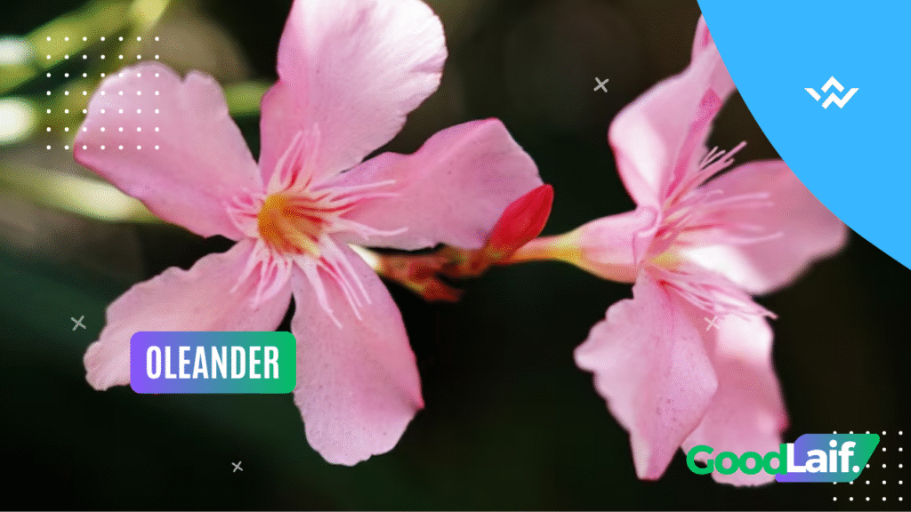 Oleander (Nerium Oleander) Poisonous Flower
