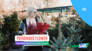 Poisonous Flower Are Still Freely Sold at Plant Shops