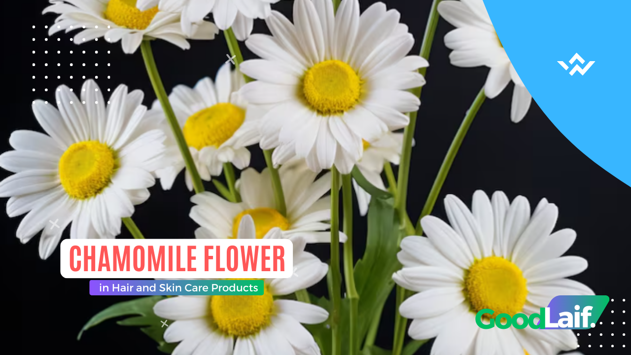 Chamomile Flower in Hair and Skin Care Products