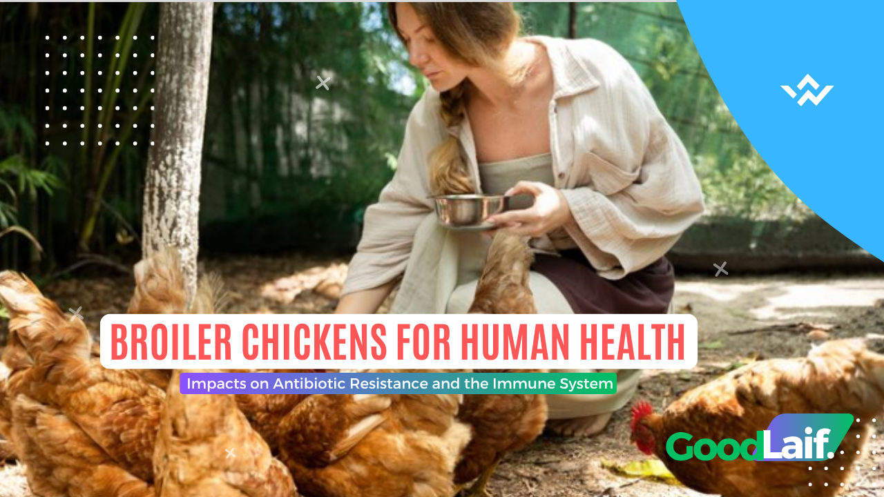 Broiler Chickens Impact For Human Immune System
