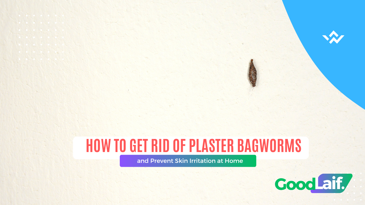 How to Get Rid of Plaster Bagworms