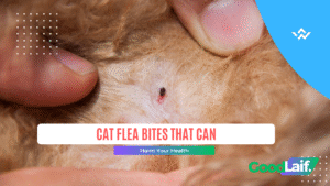 Cat Flea Bites