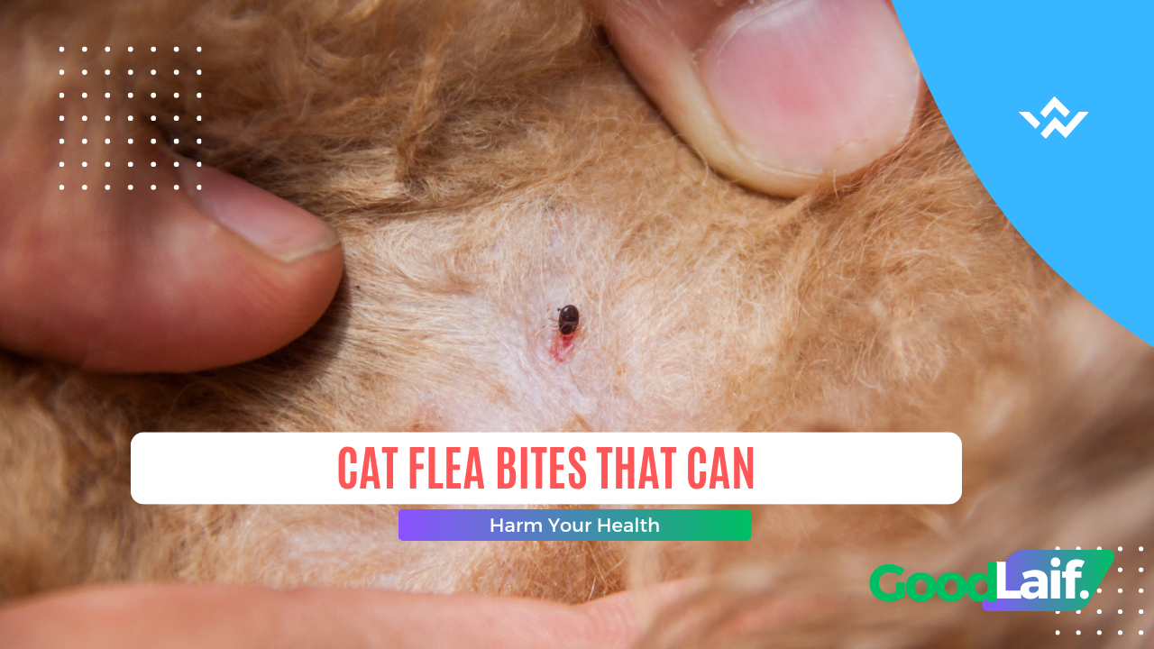 Cat Flea Bites