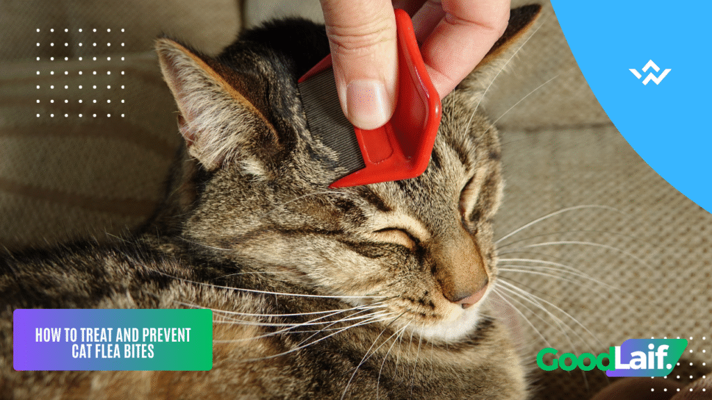 Cat Flea Bites