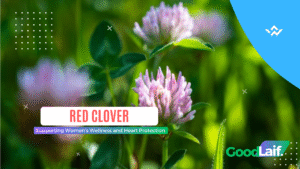 Red Clover Supporting Women’s Wellness and Heart Protection