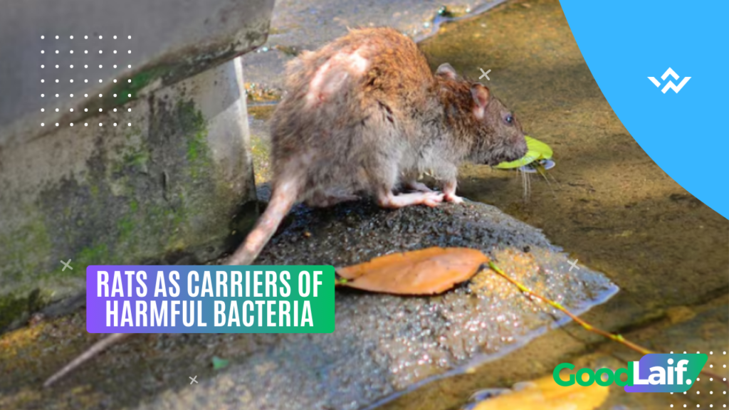 Rats as Carriers of Harmful Bacteria