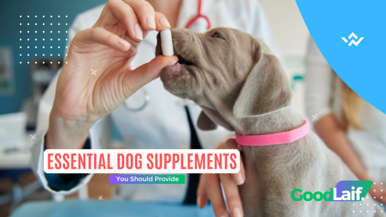 Dog Supplements You Should Provide