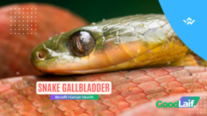 Snake Gallbladder Is Believed to Benefit Human Health