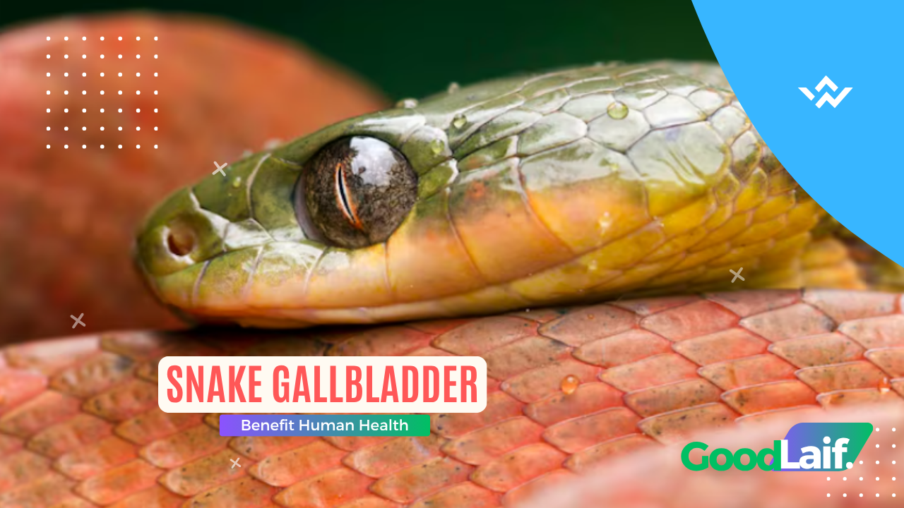 Snake Gallbladder Is Believed to Benefit Human Health