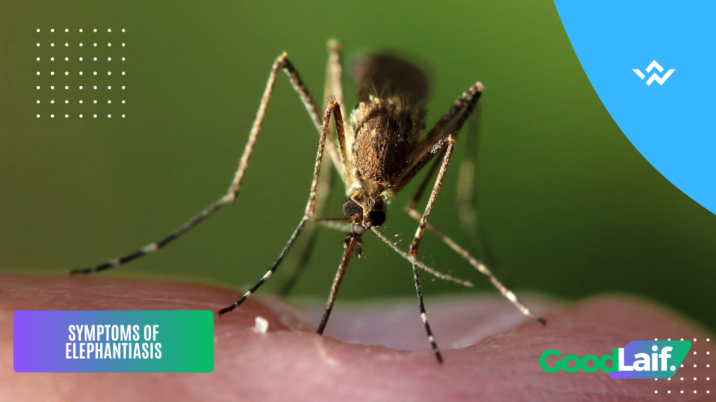 Mosquito carrying filarial worms that cause elephantiasis or lymphatic filariasis